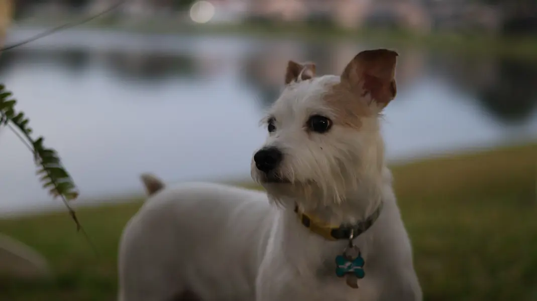 Picture of Buster in front of a lake