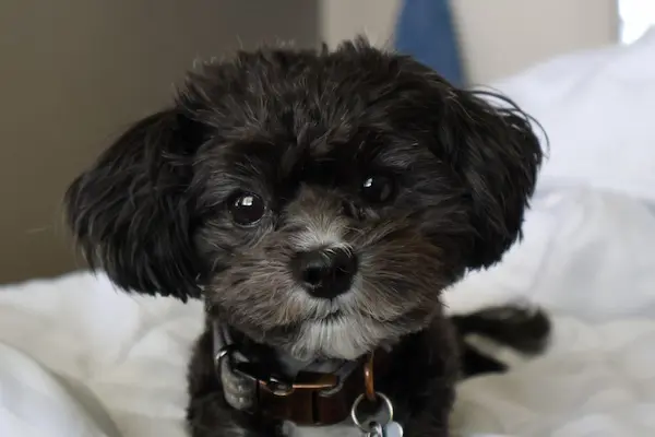 Close up shot of Hiro